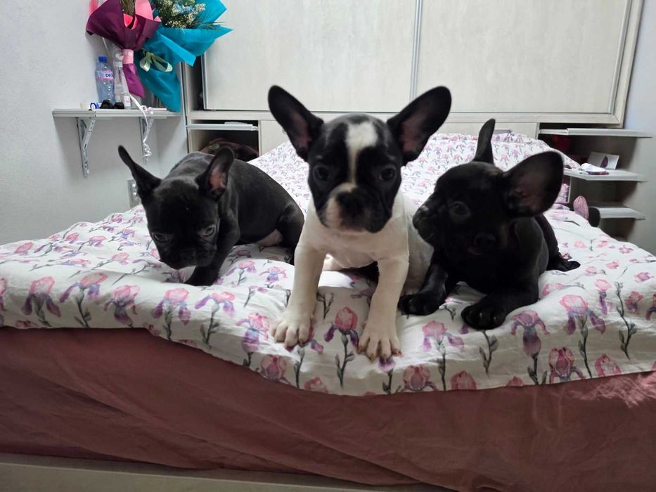 Френски булдог бебета