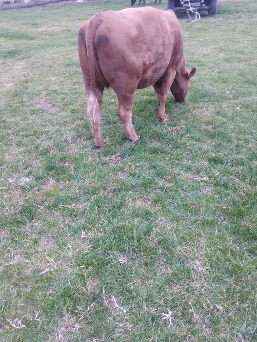 Junincă de vânzare