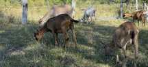 Vand aceste animale