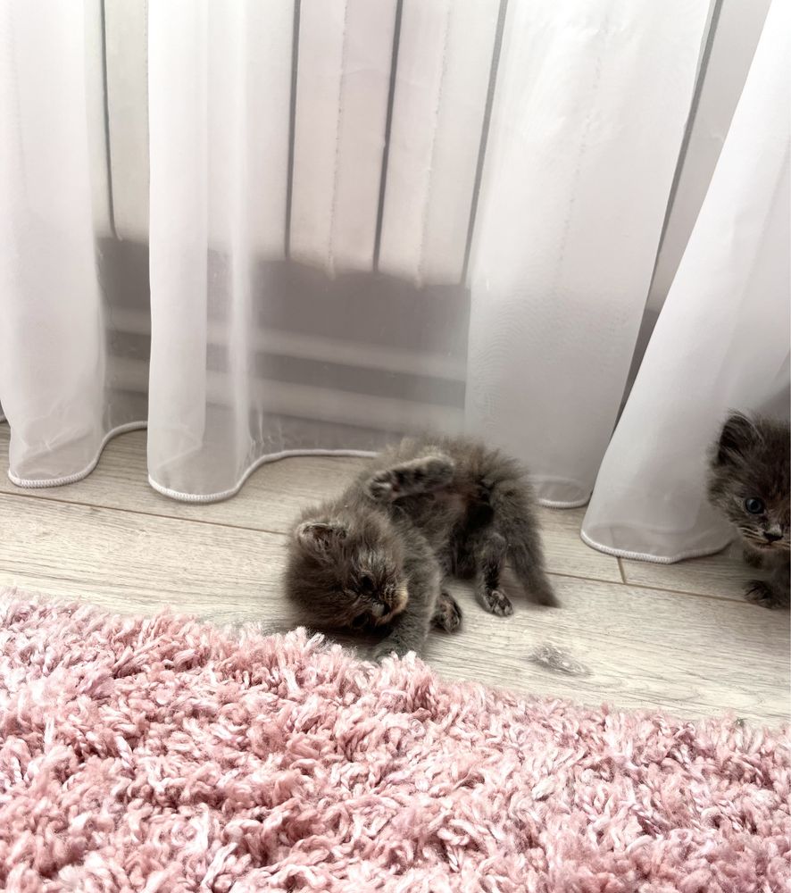 Персийски котки