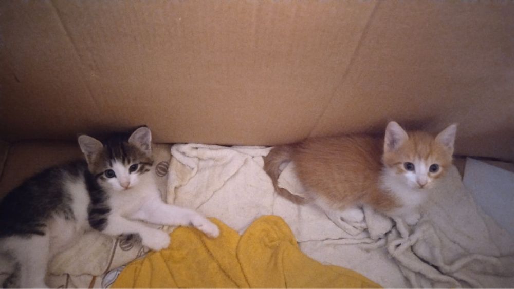 Отдам котят в добрые руки