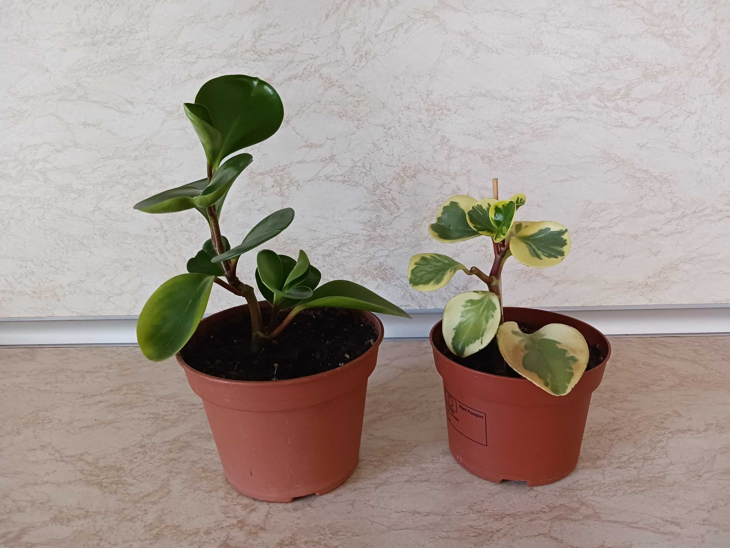 Пеперомия Peperomia obtusifolia - пъстра и зелена
