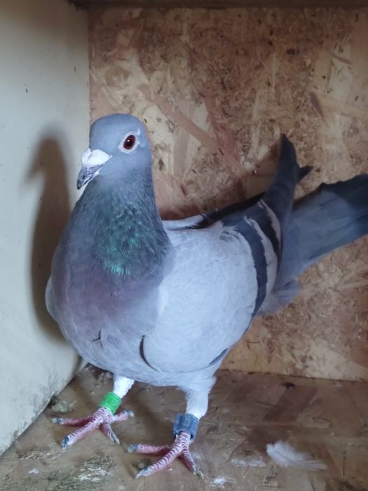 Vând porumbei de anul ăsta și bătrâni sau schimb lot de 30 bucati