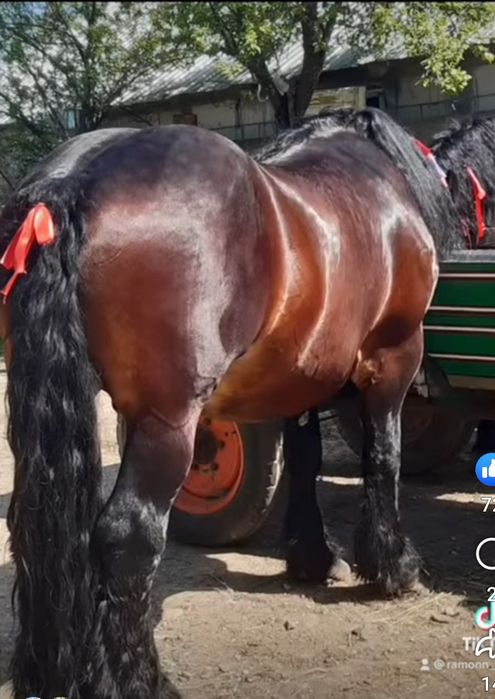 Vând  armăsar  ardenez  belgian