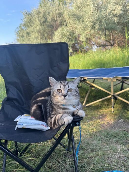 Продам кошку за 10000 тенге