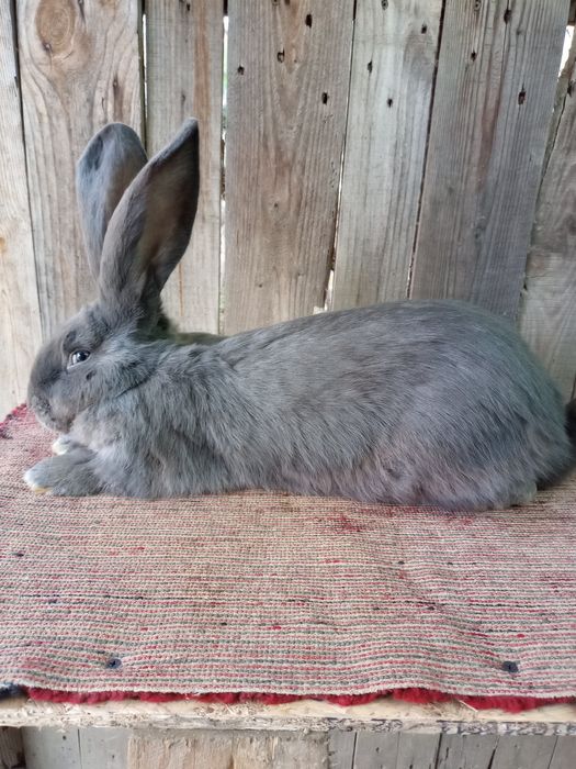 Uriaș german albastru și Rex albastru