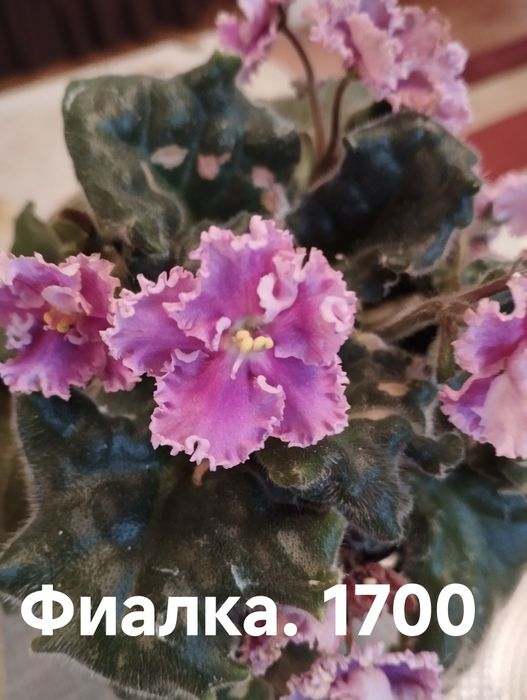 Продам комнатные растения