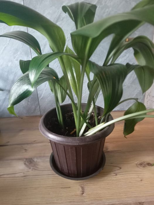 Продам домашние цветы