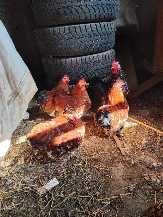 Кохи парцилян карликовые