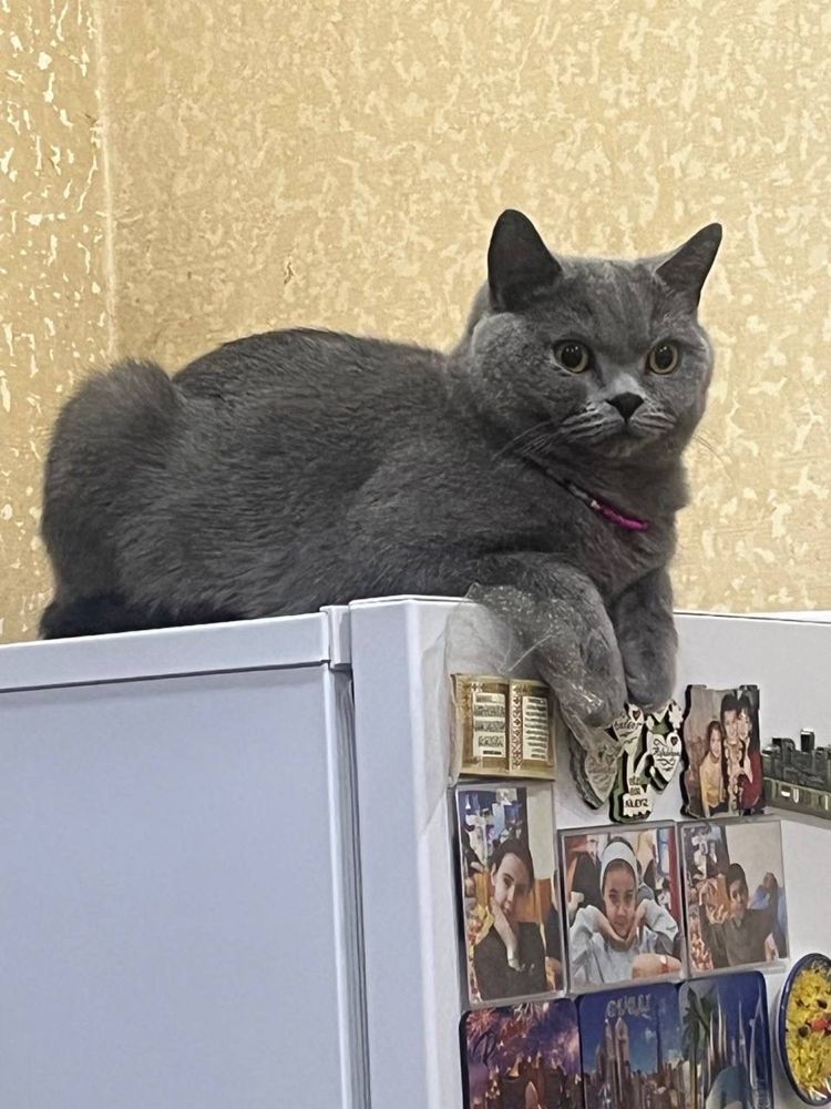 Продаеться Кастрированный кот