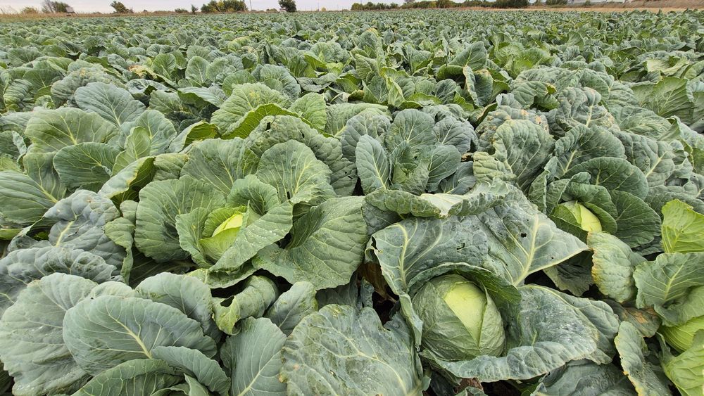 Varza de buzau în cantități mari și mici