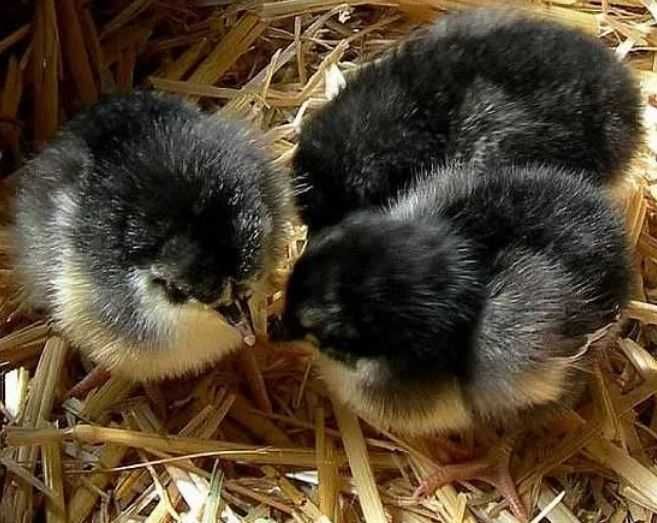 australorp oua pentru incubat australorp oua australorp pui australorp