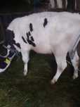 Vănd sau schimb vitel holstein înțărcat