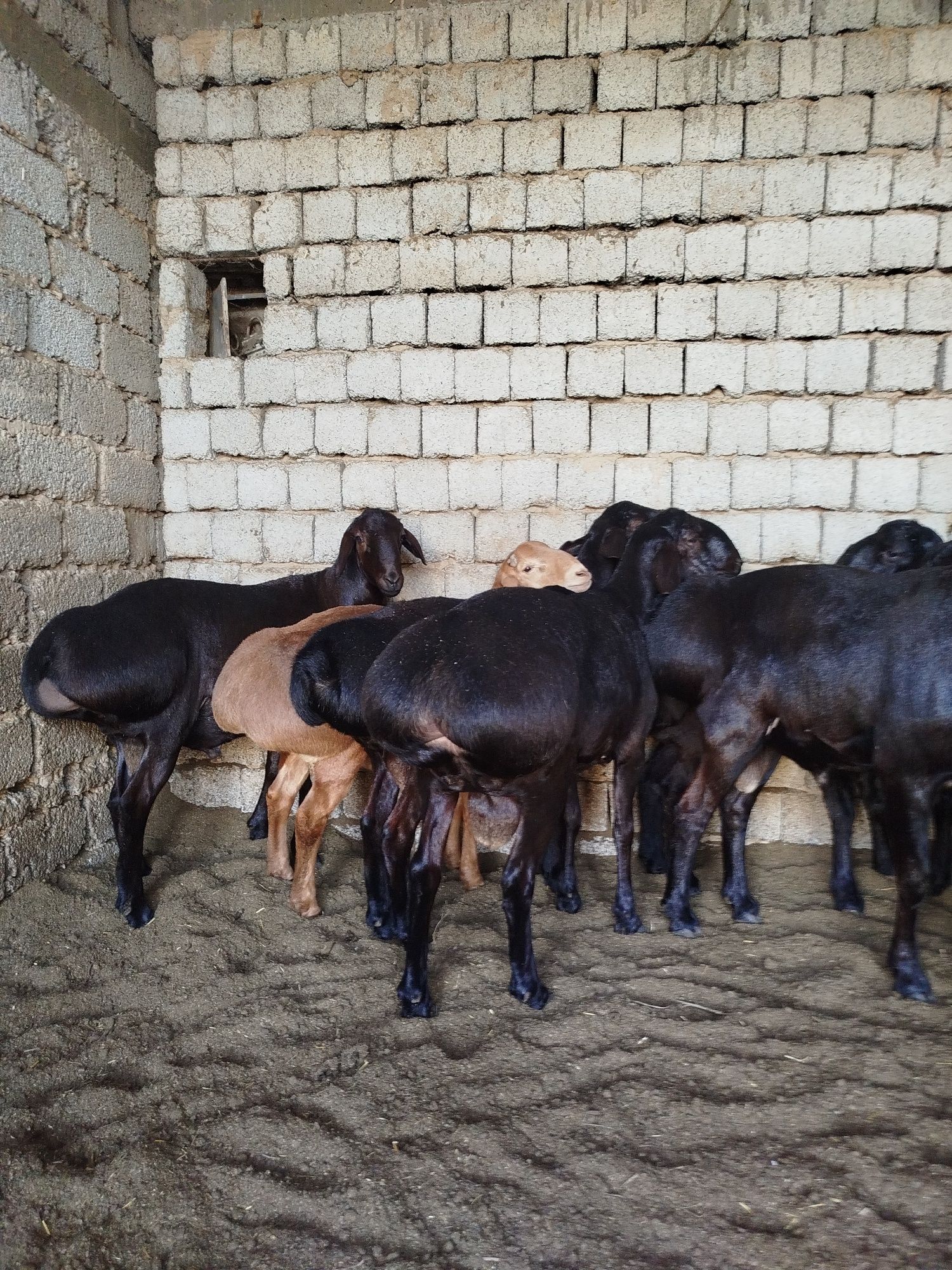 Qo'chqorlar sotiladi
