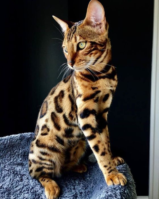 Кот тигровый  красивый