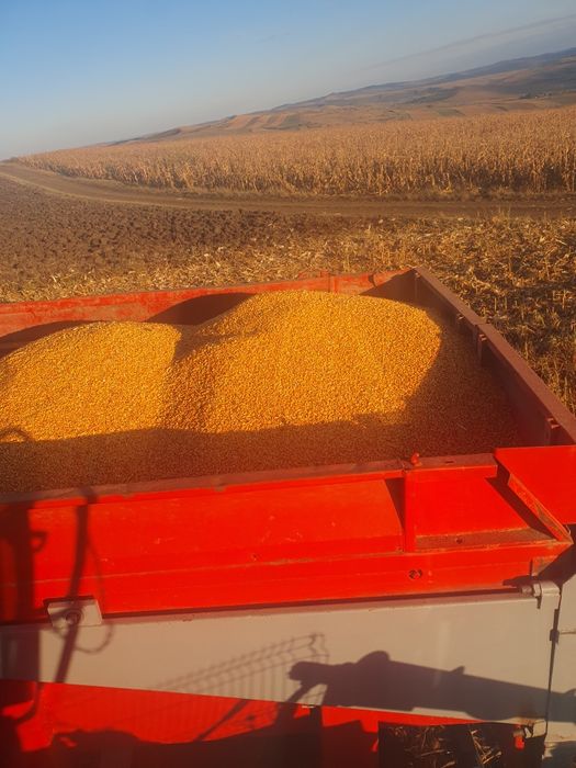 Vând porumb boabe 2025 umiditate 15%