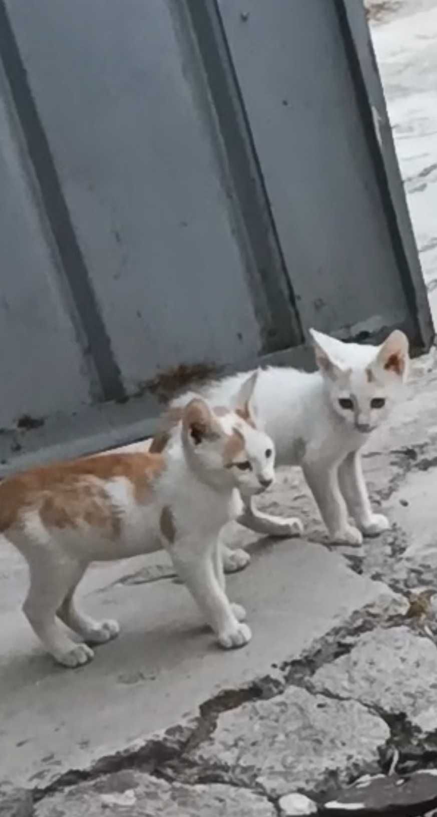 Подарявам котета