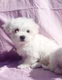 Catel Bichon Maltez