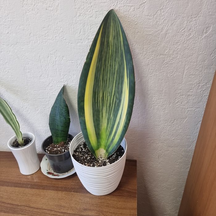 Сансеверии разных сортов