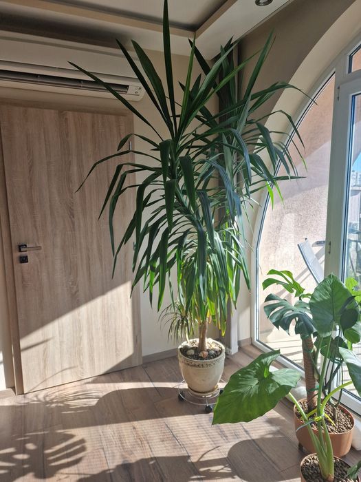 Палма Юка- 20 годишна 240см