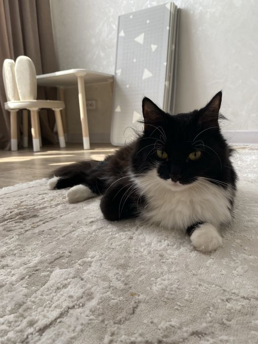 Кошка 4 года в добрые руки