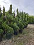 Plante ornamentale de diferite varietății