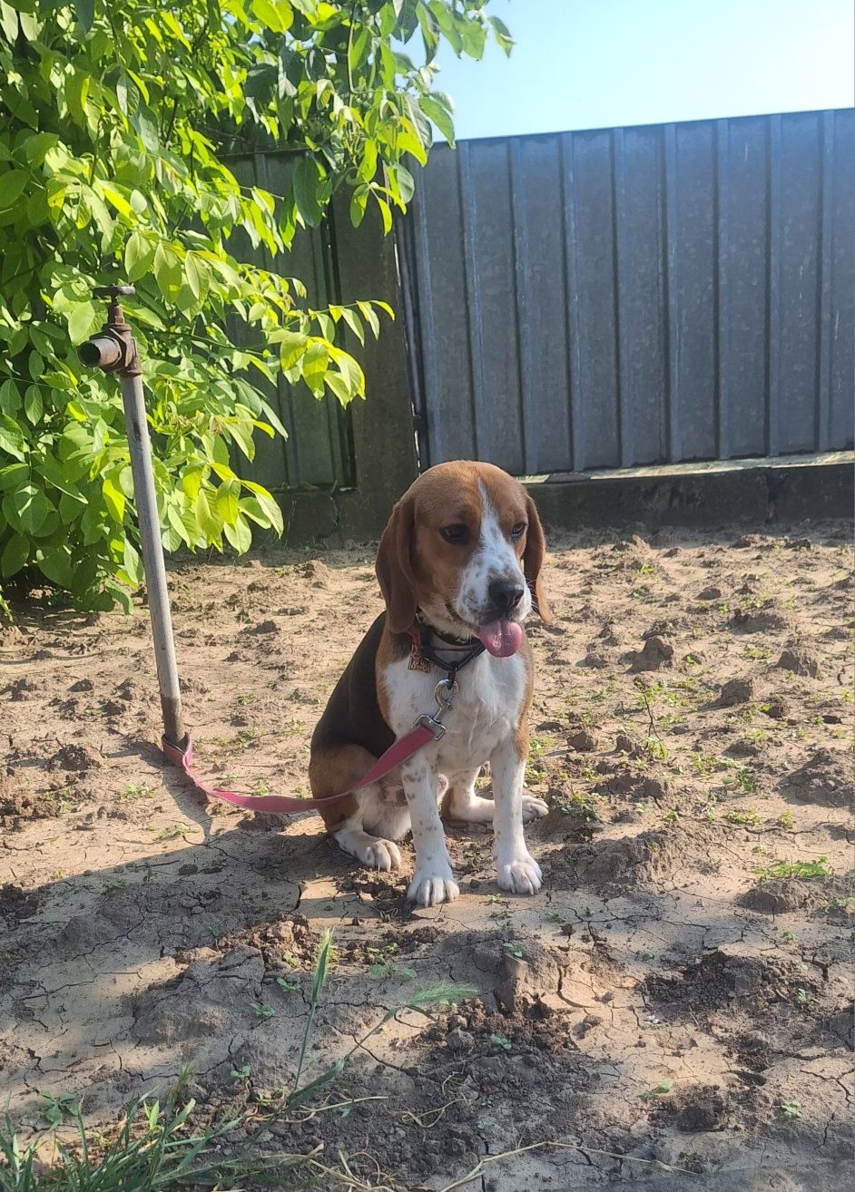 Oferta! Beagle, baietel, la un pret mic