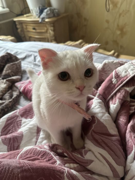Turetskiy Angora
