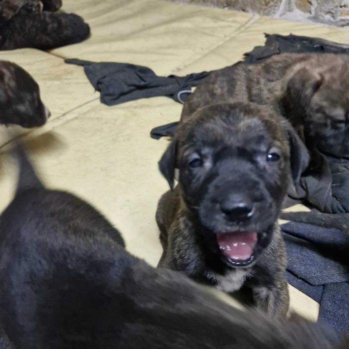 Кане корсо кученца