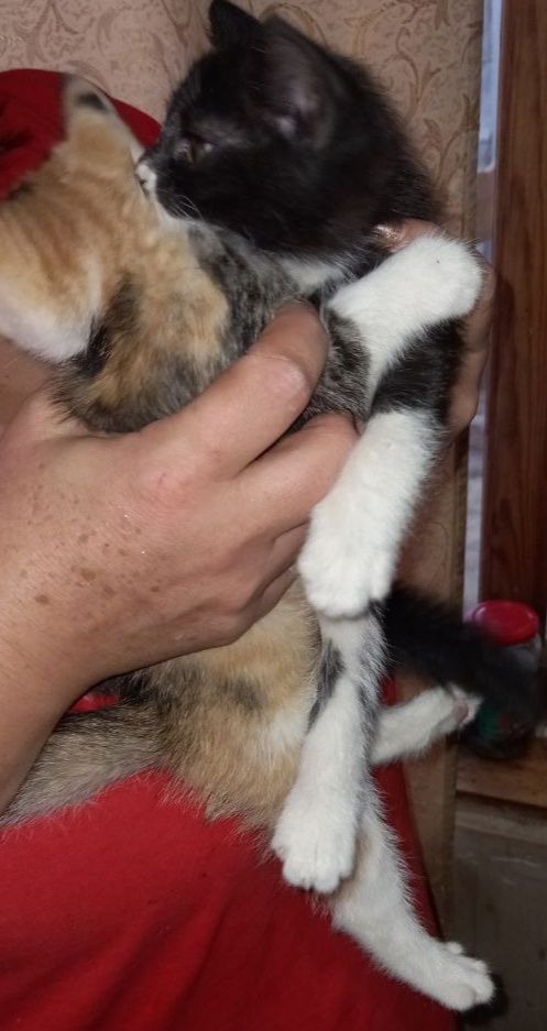 Отдам котят в хорошие добрые руки
