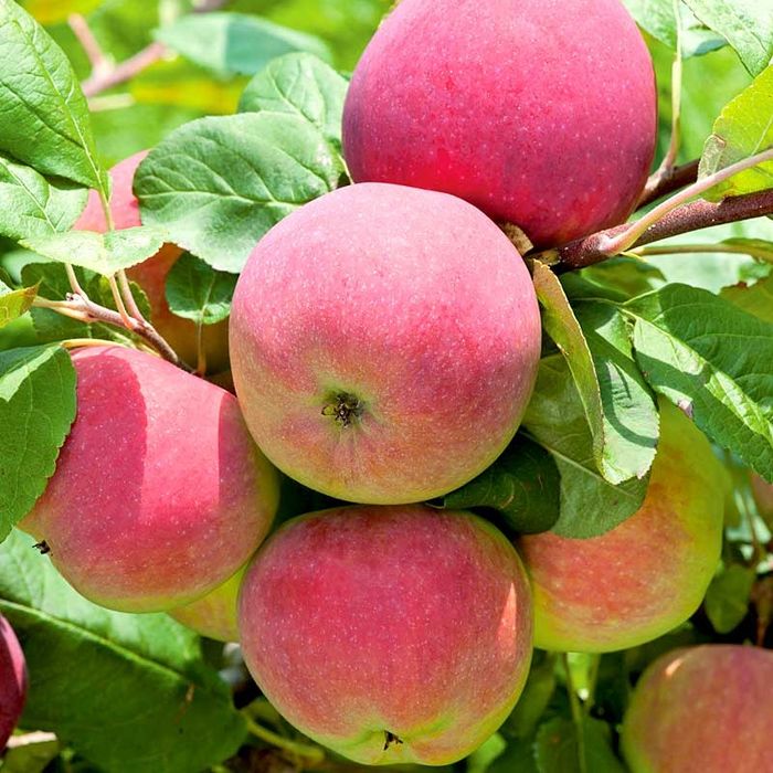 Pomi fructiferi deosebiti  Mar Red Melba