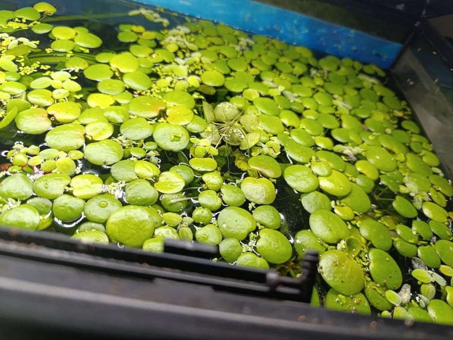 Plante de acvariu de suprafata 10 buc