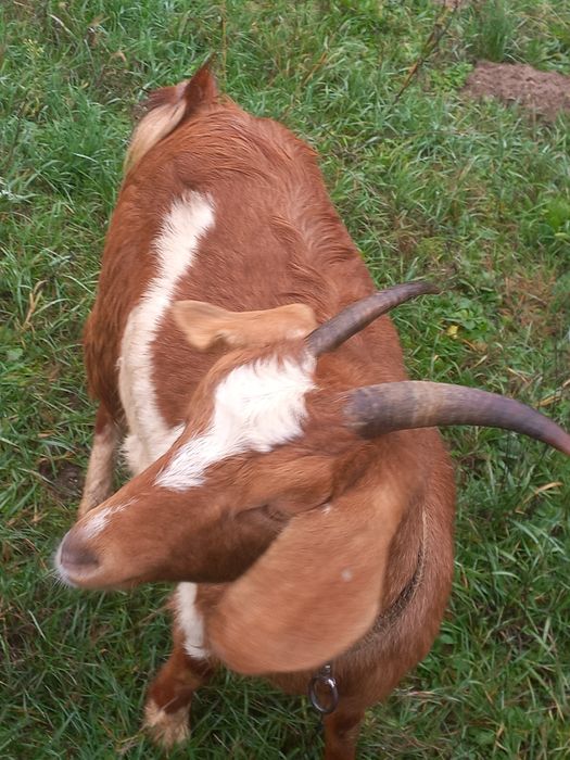 Vând capra gestanta împreuna cu tap