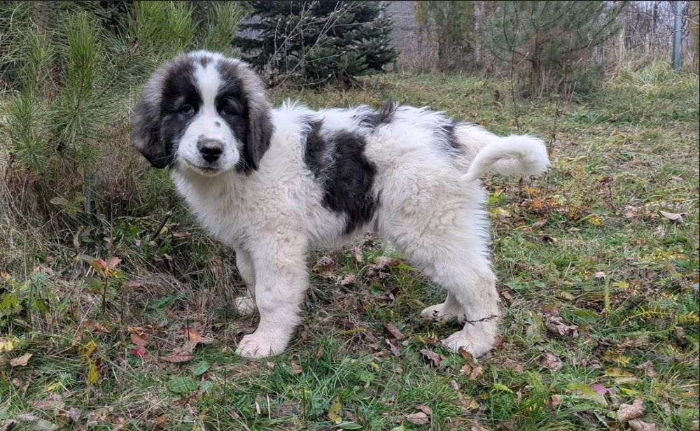 Ciobănesc Românesc de Bucovina - mascul