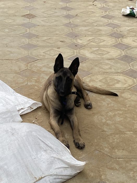 Бельгийская овчарка ( Малинуа ) кабель (еркек)