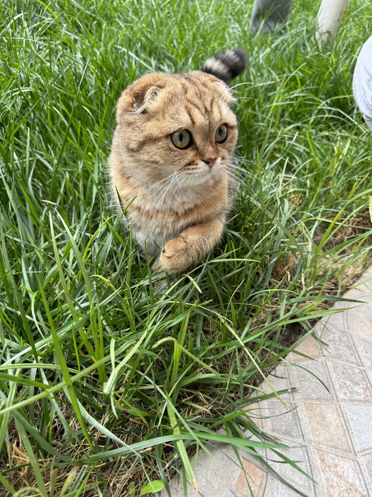 Скоттиш фолд золотая шиншилла девочка