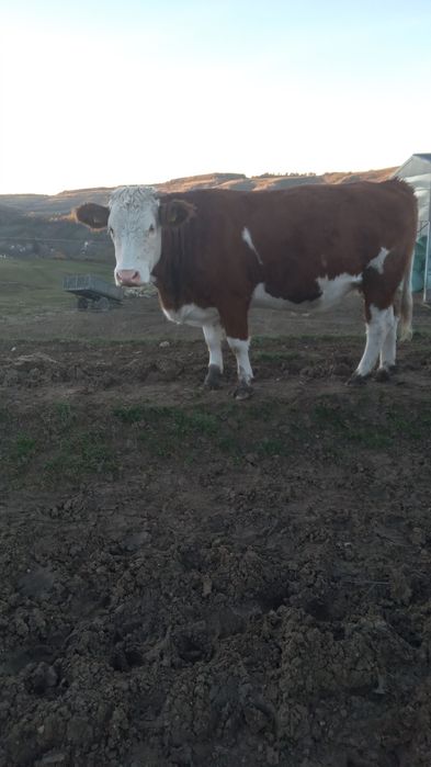 Vand junincii si viței  cu Certificat de Origina B.R