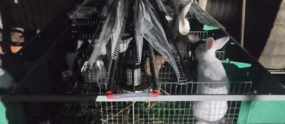 Vând cusca iepuri (modul)