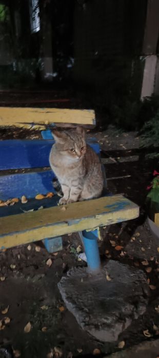 Нужен дом, очаровательной кошке!