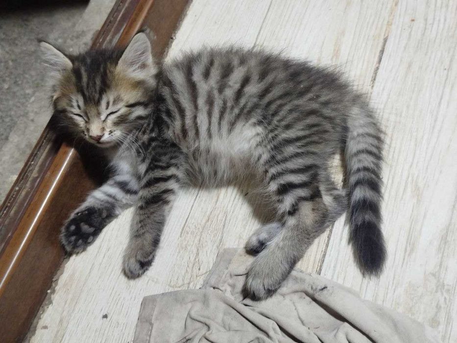 Котята в хорошие руки