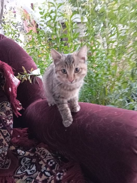 Котенок ищет дом