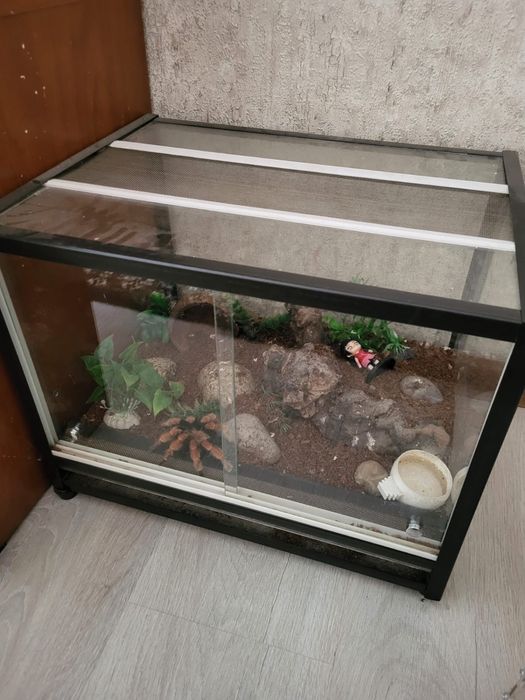 Домашний Паук, Птицеед