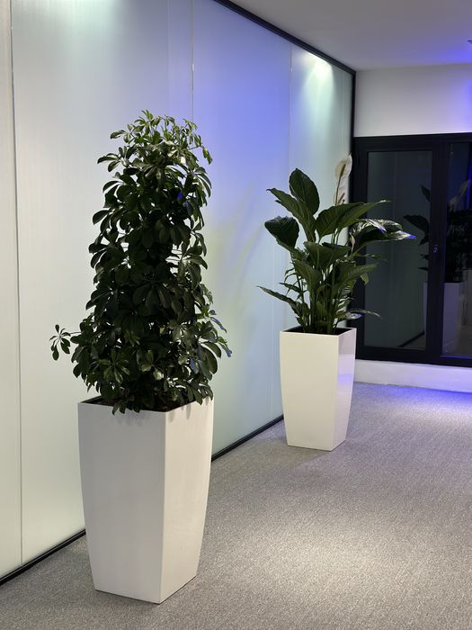 Растения для офиса хона гуллари