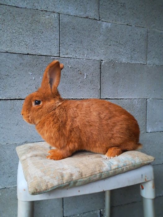 Vând iepure neozeelandez roșu