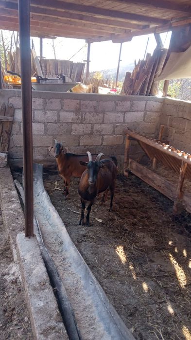 Vand 2 capre gestante