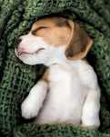 Pui beagle tricolor fetita