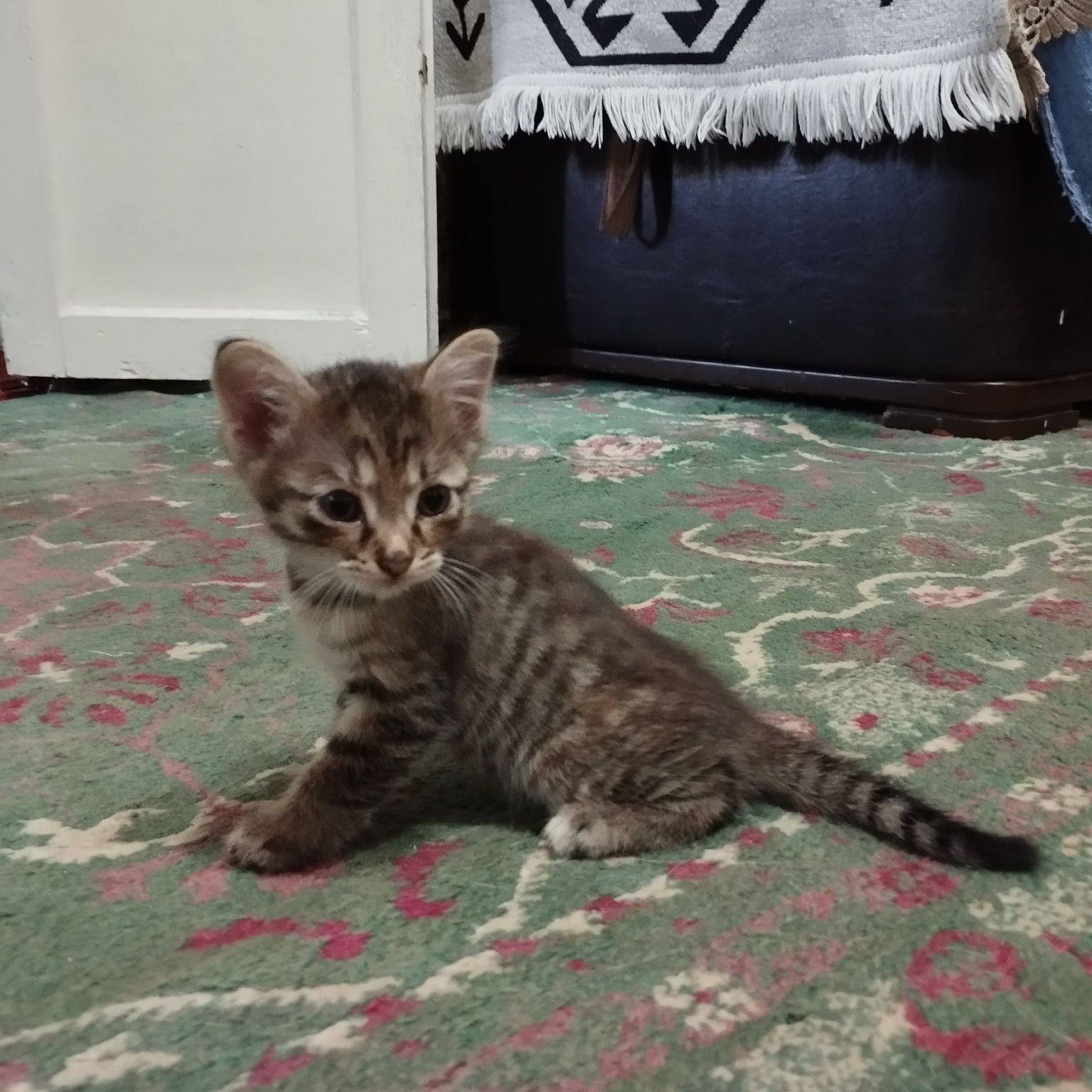 Котята бесплатно