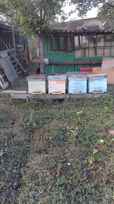Vand 4 stupi pe 10 rame