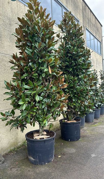 Plante ornamentale de orice soi