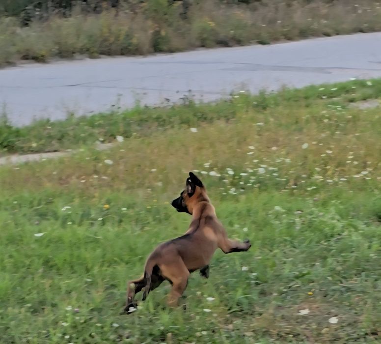 Ciobănesc belgian malinois femela